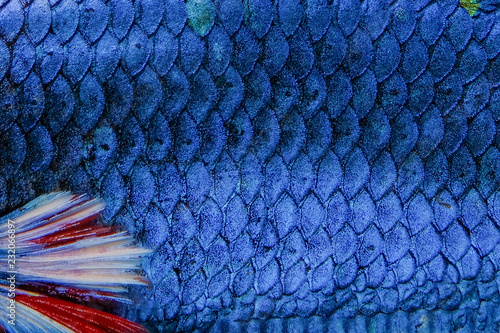 Fish scale Siamese betta fish beautiful color background