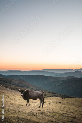 Wallpaper Mural Pasturing bull on slope of mountains Torontodigital.ca