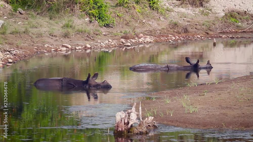Greater Onehorned Rhinoceros in Bardia national park, Nepal specie