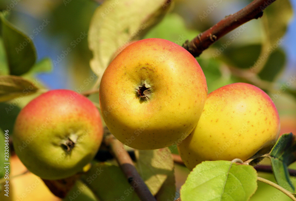 three yellow speckled apples grow on a branch, close-up fruit, small and flattened, green foliage and blue sky, three yellow speckled apples grow on a branch, close-up fruit, small and flattened, green foliage and blue sky,
