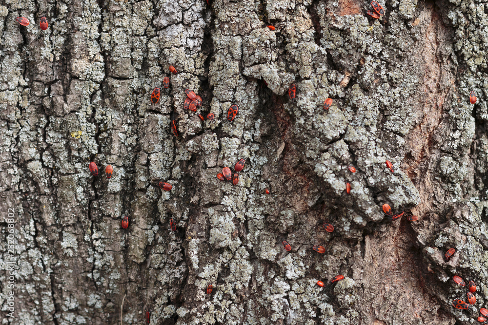 Red bugs population grownup when summer coming. Red bugs population grownup when summer coming.