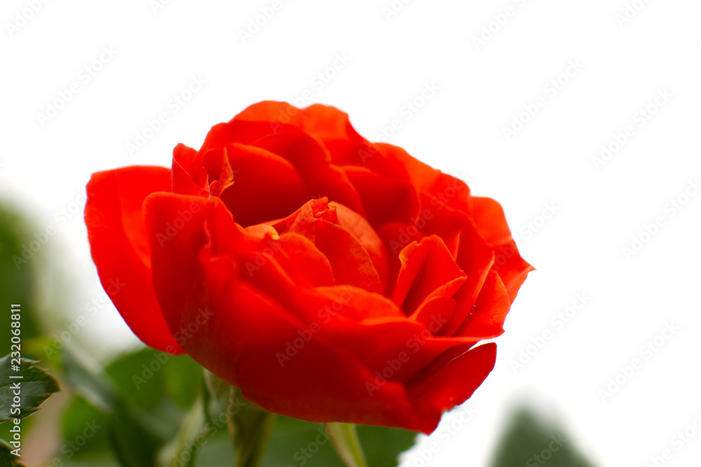 Red rose on a white background. Macro. Bright red rose and green petals on a white background. Flower closeup in spring and summer. There is space for text. Red rose on a white background. Macro. Bright red rose and green petals on a white background. Flower closeup in spring and summer. There is space for text.