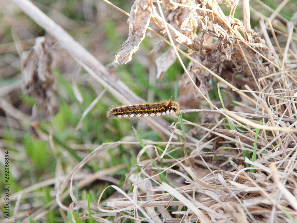 caterpillar on dry grass. Russian spring nature. Russia, Ural, Perm Region caterpillar on dry grass. Russian spring nature. Russia, Ural, Perm Region