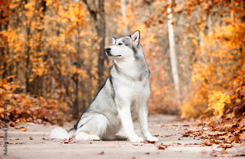 Obraz premium Malamute dog outdoors