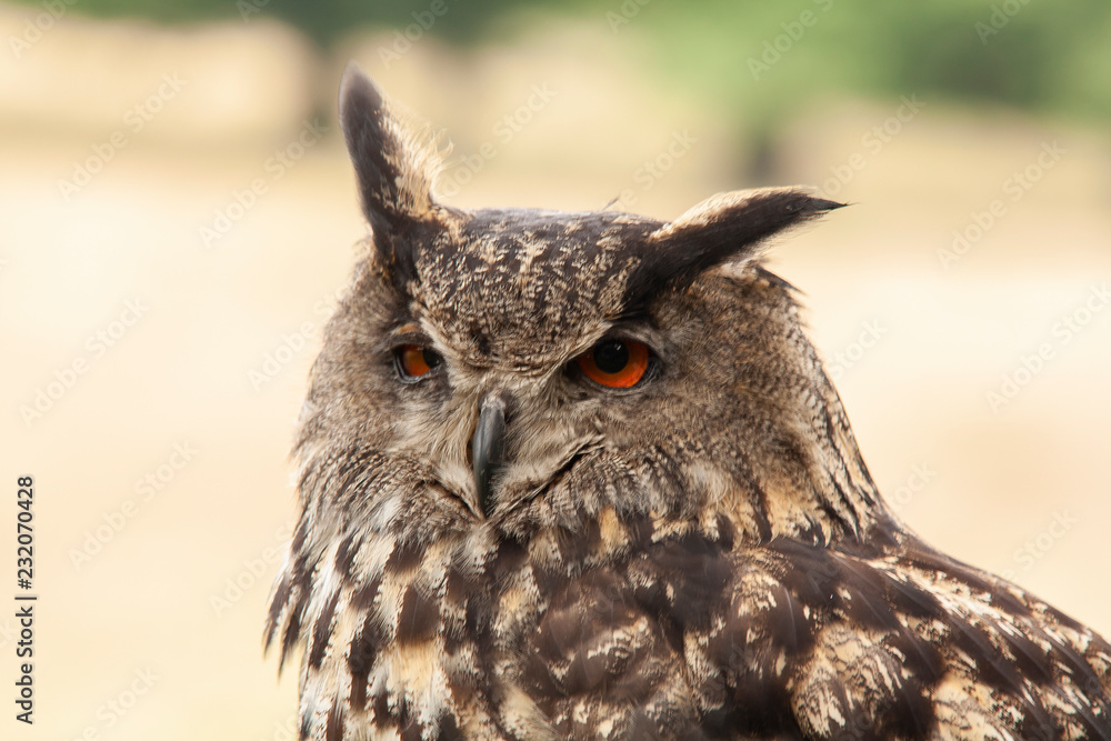 Fototapeta premium Eagle Owl, 