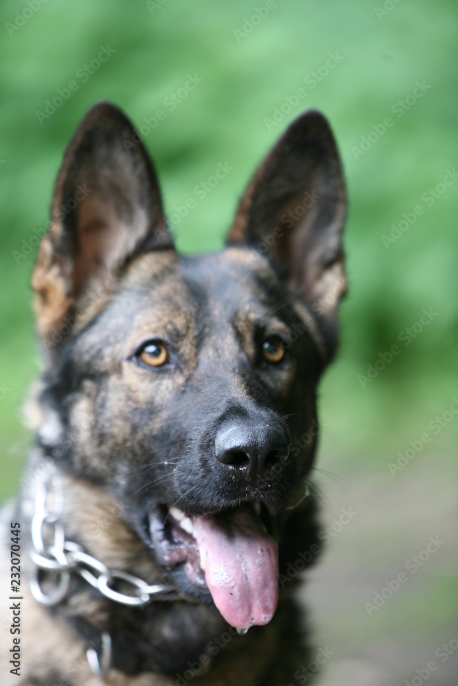 German Shepherd K9 puppy dog German Shepherd K9 puppy dog