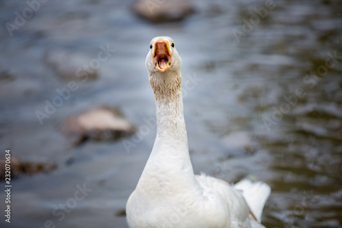 NZ Greylag goose squawking