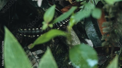 yellow spotted tractor millipede walks across the forest floor photo