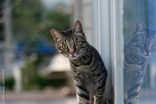 Cat outside with reflection in a window