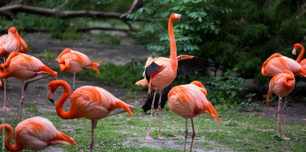 Flamingo flapping Flamingo flapping