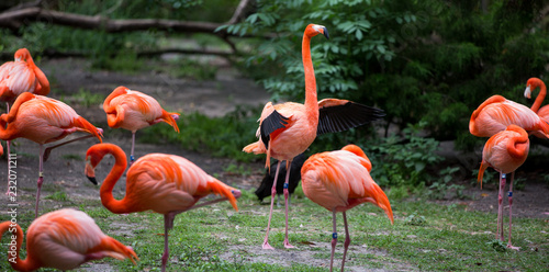 Flamingo flapping
