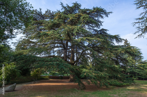 Zedern im Schlosspark von Weinheim photo