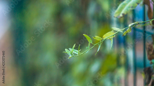 green insect