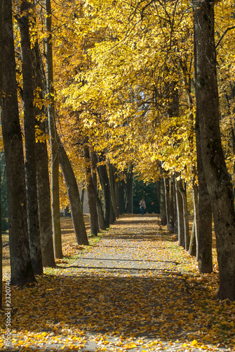 path in the park, fallen leaves