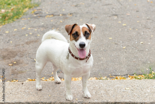 Fototapeta Naklejka Na Ścianę i Meble -  Cute funny dog outdoors