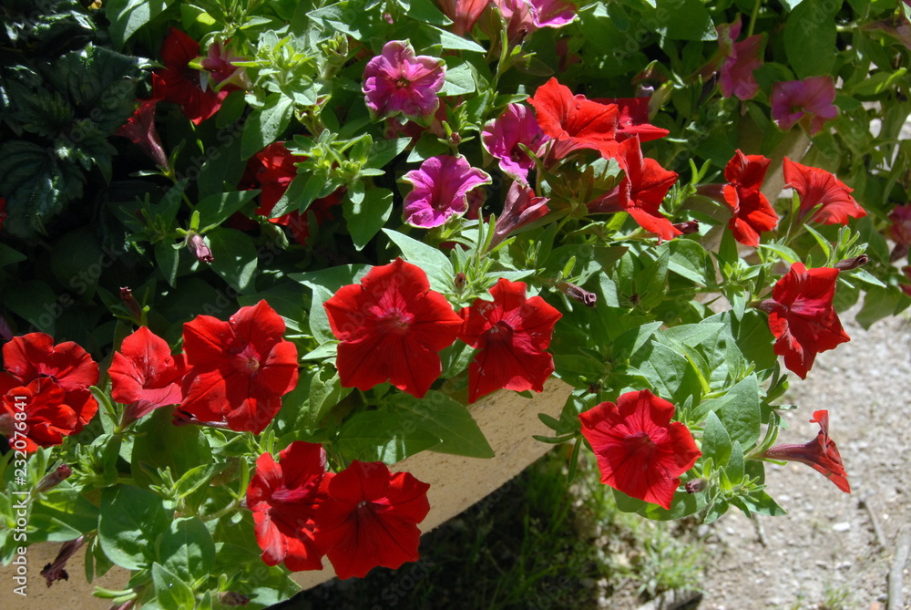 Massif de fleurs rouges, Beaugency, ville du Val de Loire, département du Loiret, France Massif de fleurs rouges, Beaugency, ville du Val de Loire, département du Loiret, France