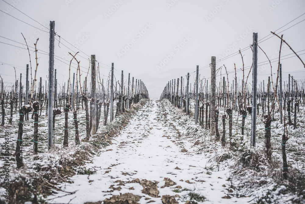 Snow vine Snow vine