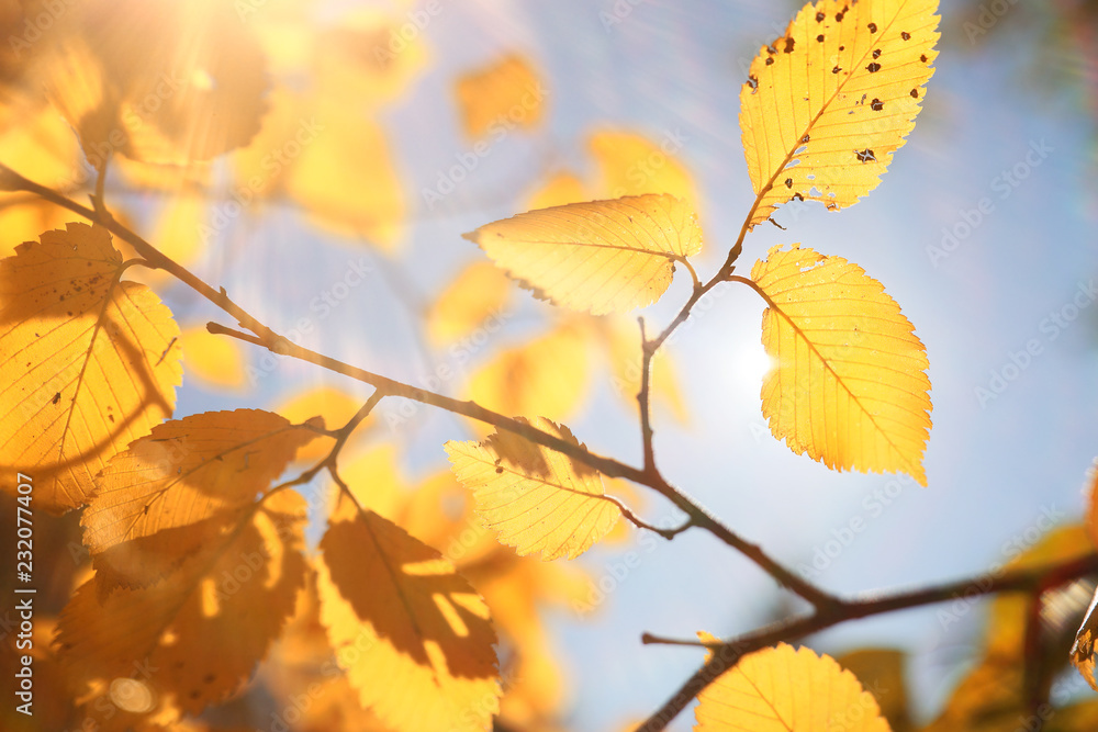 Autumn background in the park Autumn background in the park