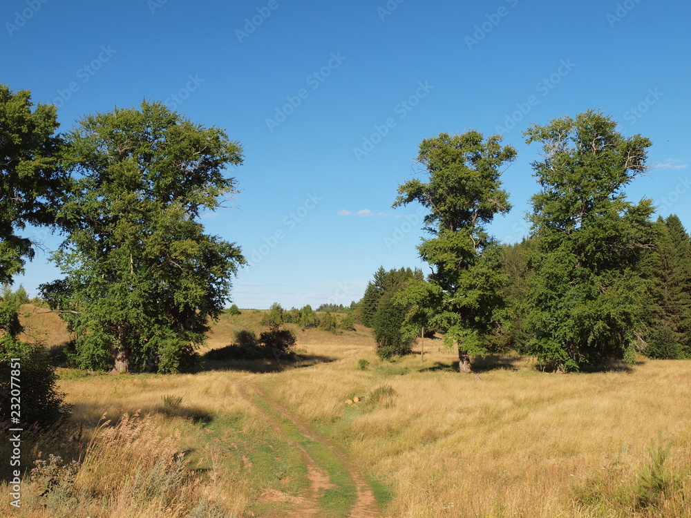 Trees in the meadow. Russian summer nature. Russia, Ural, Perm region