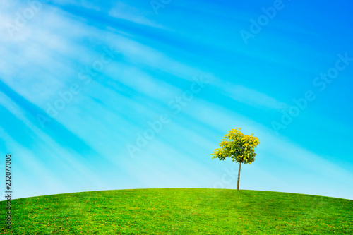 Landscape with lonely tree standing on meadow litted by sun rays.