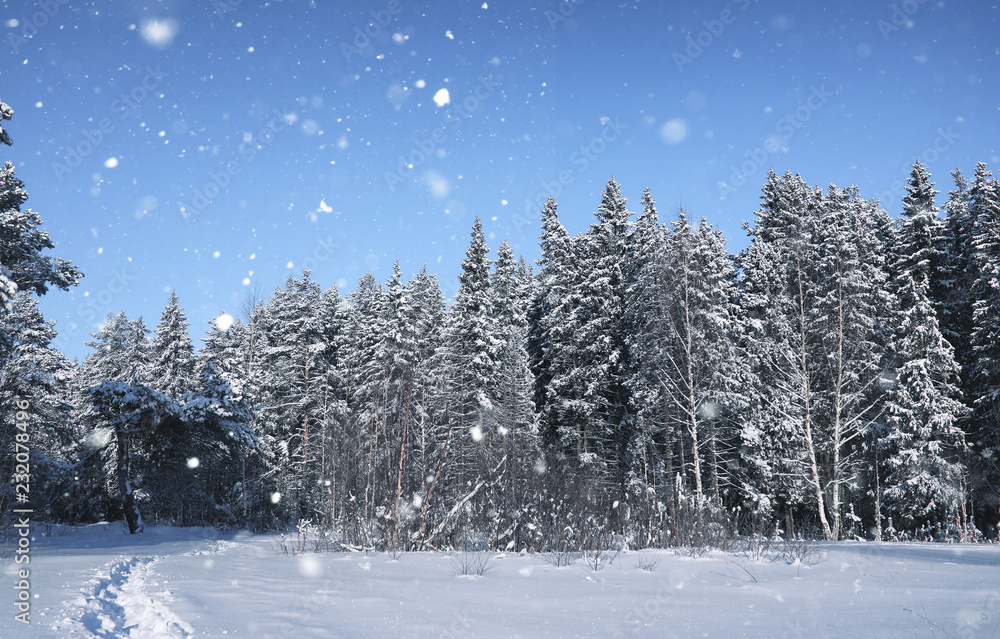 magic pine forest in winter season in snow magic pine forest in winter season in snow