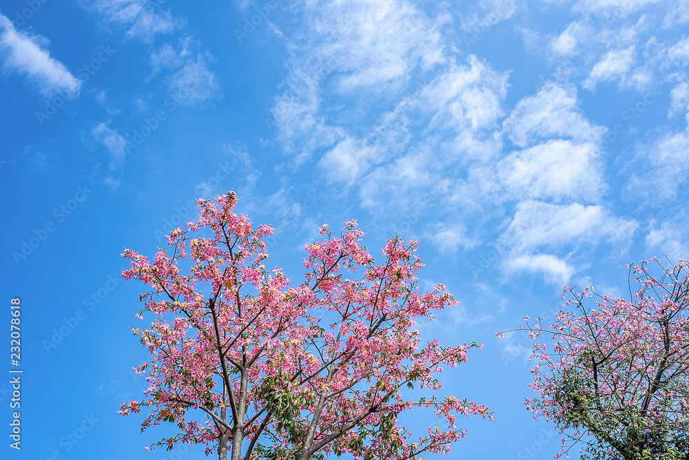 Beautiful different kapok under the blue sky Beautiful different kapok under the blue sky