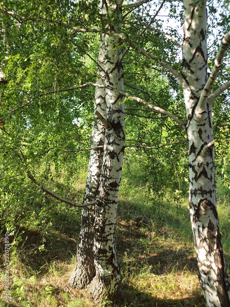 Fototapeta premium Russian forest, birch. Russian summer nature. Russia, Ural, Perm region