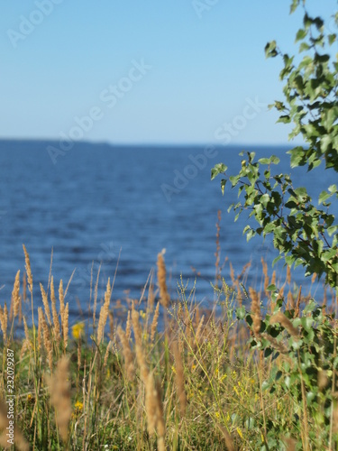 Tree on the coast of the river. Russian summer nature. Russia, Ural, Perm region