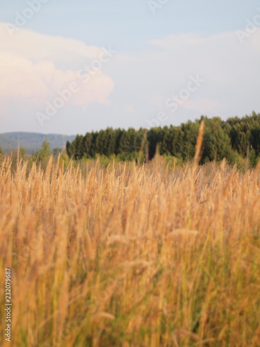 Field grass. Russian summer nature. Russia, Ural, Perm region