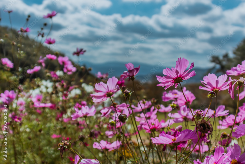 beautiful pink cosmos flower with and Landscape of nature background beautiful pink cosmos flower with and Landscape of nature background