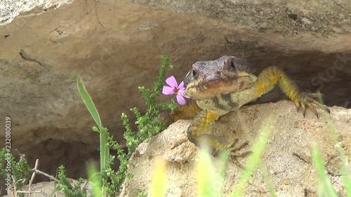 Lizard front facing between rocks & foliage. Minimal movement. Cape crag lizard (Pseudocordylus microlepidotus) photo