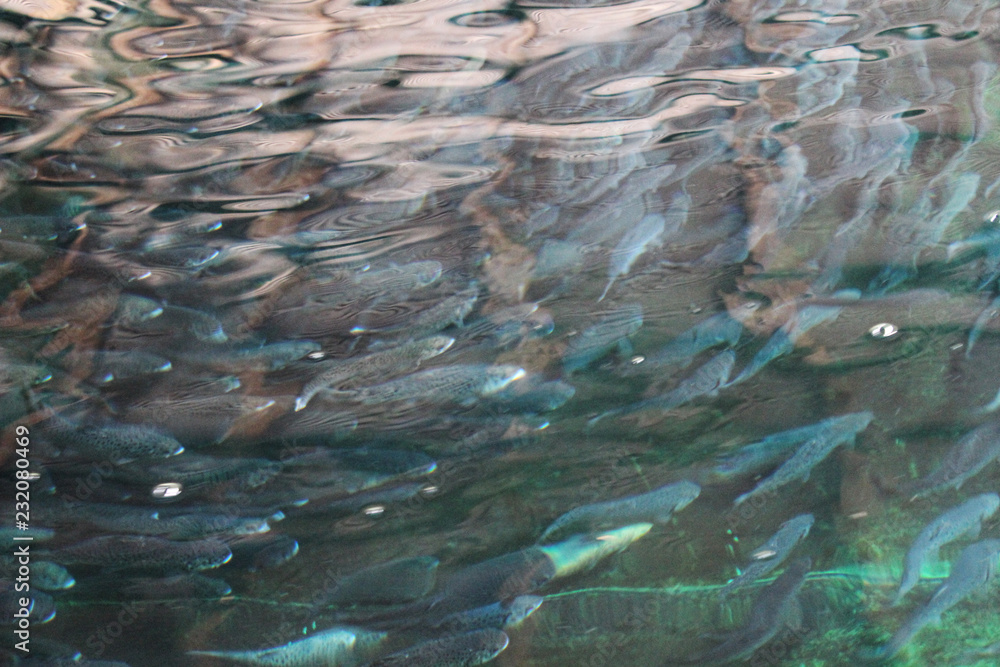 A school of fish in the water