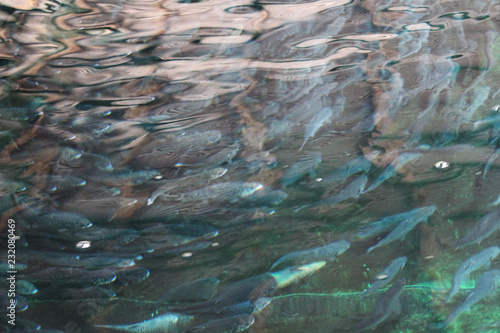 A school of fish in the water