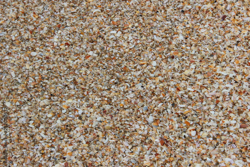 texture background of seashells on the seashore, mediterranean sea texture background of seashells on the seashore, mediterranean sea