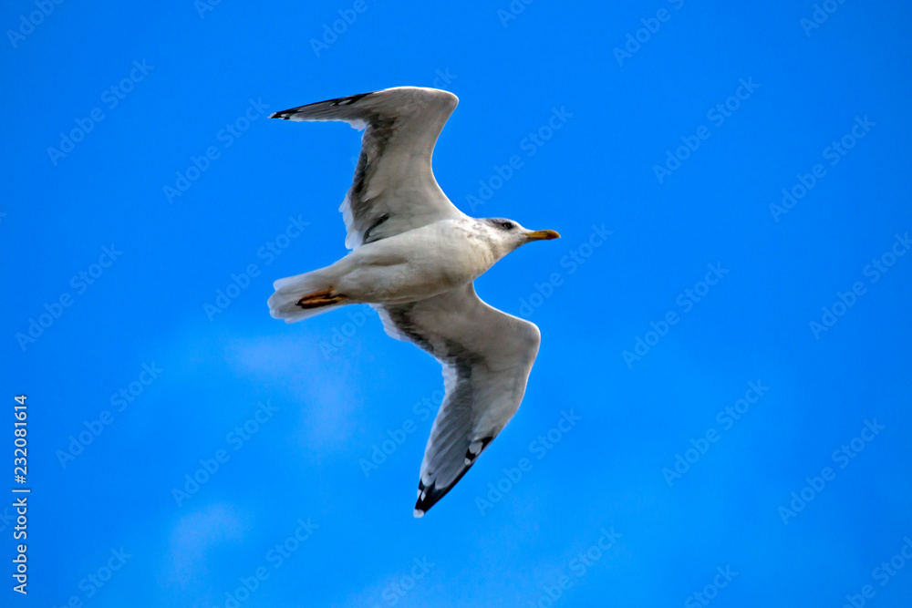 Seagull flying on the blue sky. European herring gull (Larus argentatus). Seagull flying on the blue sky. European herring gull (Larus argentatus).