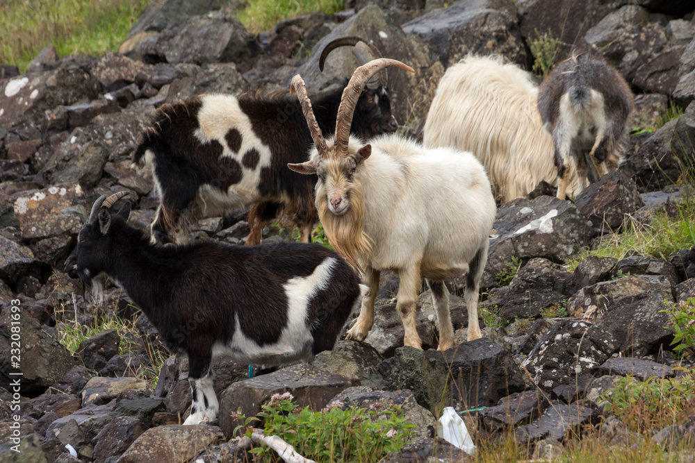 Wildziege Wildziege