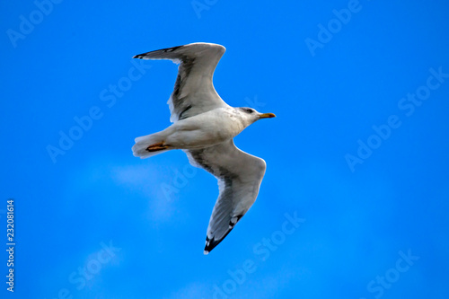 Seagull flying on the blue sky. European herring gull (Larus argentatus).