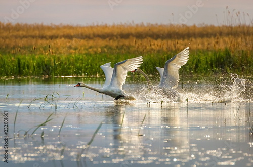 Wild swans in the Volga river delta. Swan taking off, taking off into the air. Flight of birds over the water.