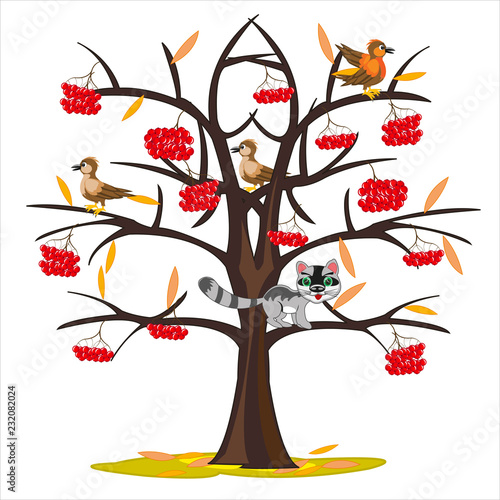 Vector illustration tree rowanberry by late autumn