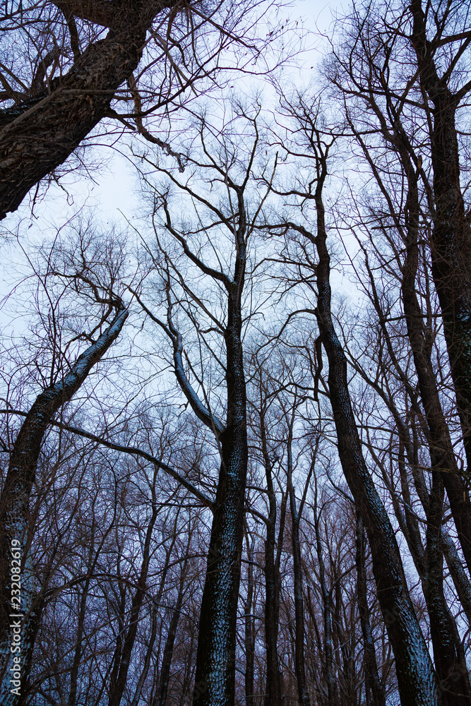 Obraz premium The tops of trees without leaves on a cloudy day against a cloudy sky.