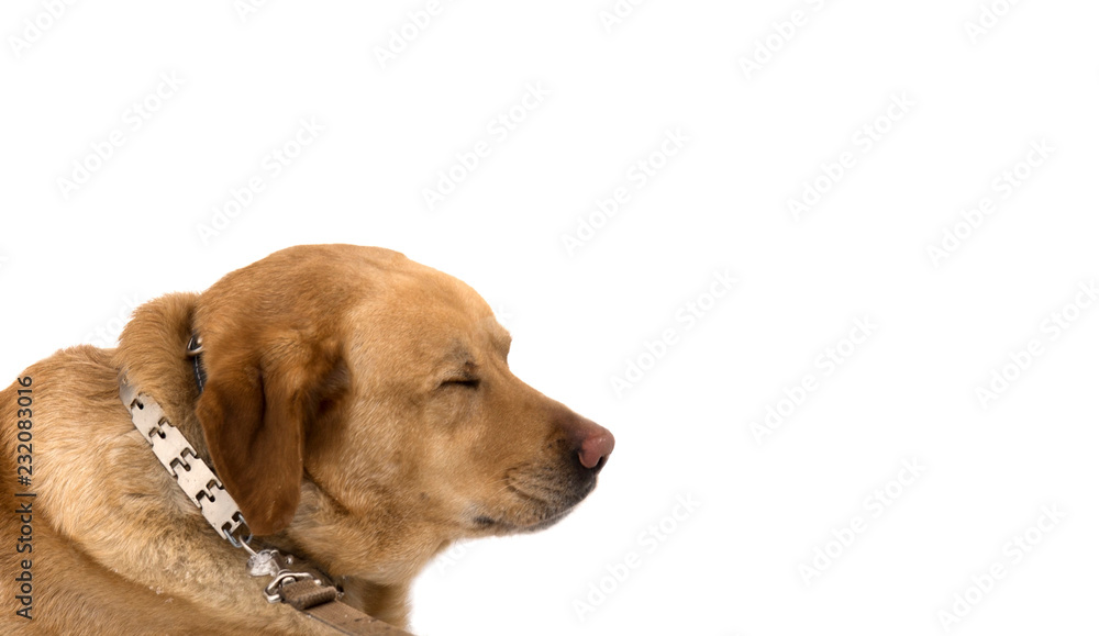 dog muzzle in a profile, the head of the sleeping dog, head of a dog,the dog has no sight, the dog dreams,  labrador retriever