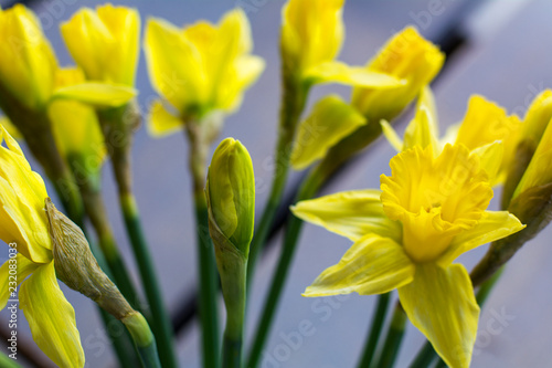 Fototapeta Naklejka Na Ścianę i Meble -  Several beautiful yellow narcissus like a symbol of spring closeup