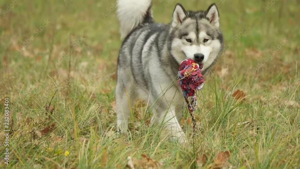 malamute looking for in the grass, slow motion malamute looking for in the grass, slow motion