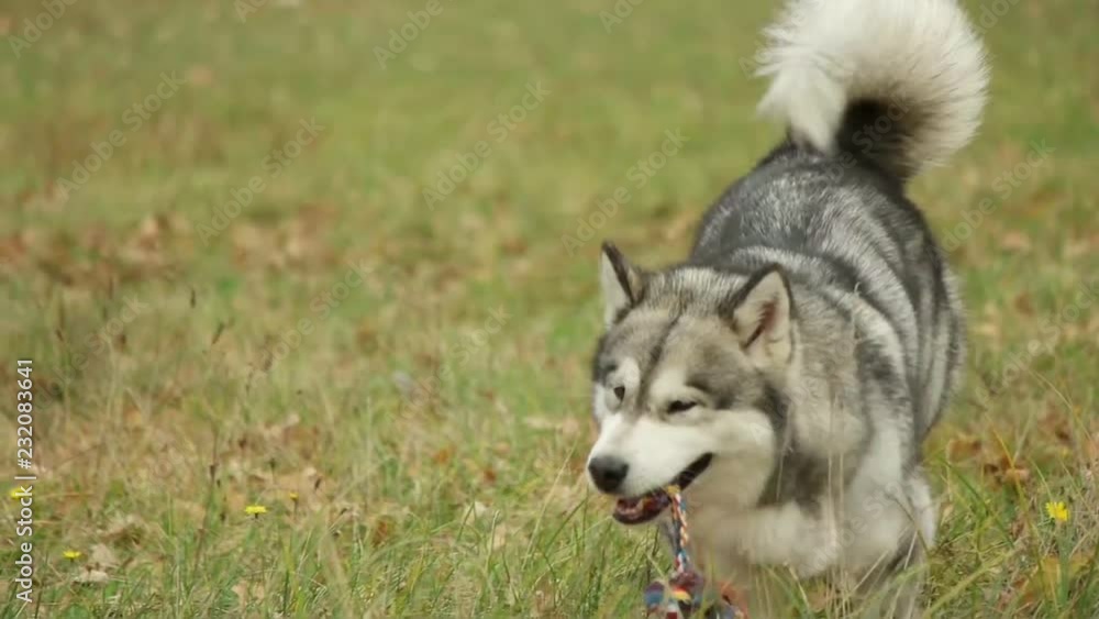 playful malamute is running, slow motion playful malamute is running, slow motion