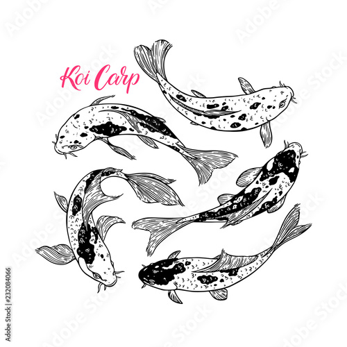 Koi Carp set
