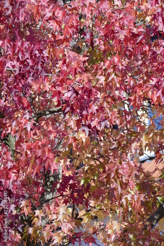Fächer-Ahorn (Acer palmatum), rotes Herbstlaub