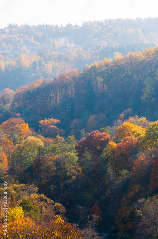 Colorful forest landscape at autumn