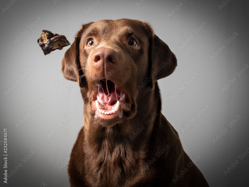 Hund Labrador braun fängt leckerlie keks in der luft und schnappt danach  vor grauem Hintergrund Photos | Adobe Stock