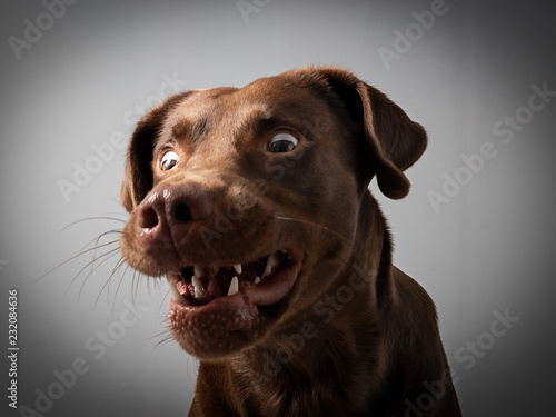 Hund Labrador braun fängt leckerlie keks in der luft und schnappt danach vor grauem Hintergrund © gismo2015