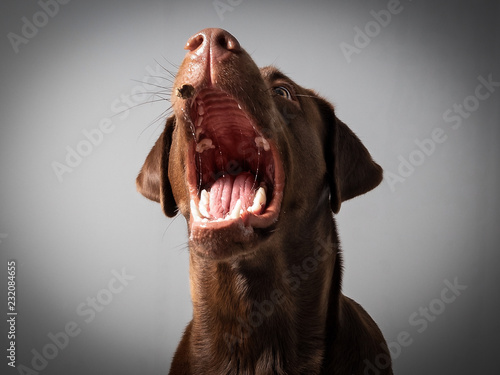 Hund Labrador braun fängt leckerlie keks in der luft und schnappt danach vor grauem Hintergrund